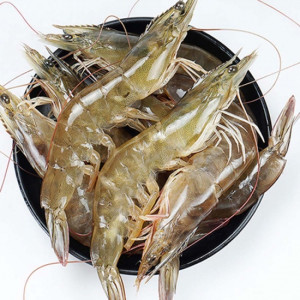 Tôm HKD Nam - Cô Tô